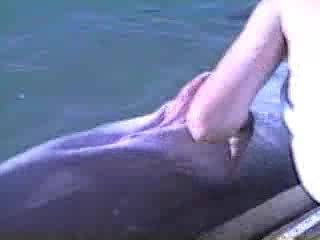 Zoophile with his touches forces dolphinâ€™s cock become harder